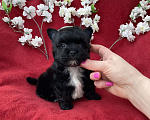Собаки в Москве: Чёрный йорк мальчик стандарт бэби фейс Мальчик, 80 000 руб. - фото 6