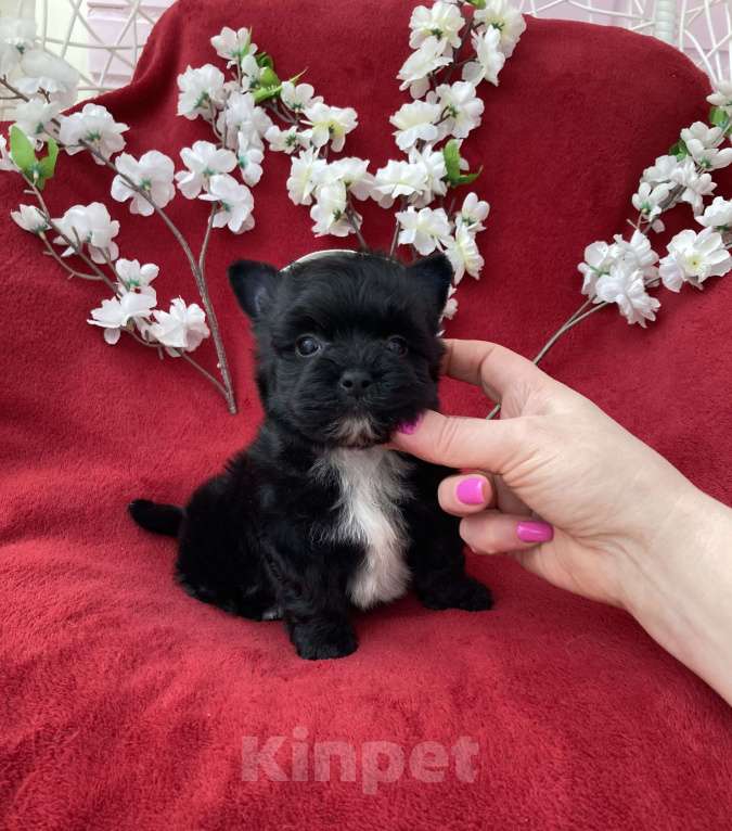 Собаки в Москве: Чёрный йорк мальчик стандарт бэби фейс Мальчик, 80 000 руб. - фото 6