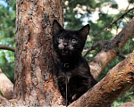 Кошки в Барнауле: котенок манчкин кошечка  Девочка, Бесплатно - фото 3