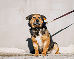 Собаки в Дмитрове: Вовик в добрые руки Мальчик, Бесплатно - фото 4