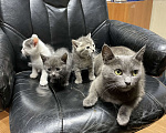 Кошки в Щелково: Русские голубые котята отдам даром  Мальчик, Бесплатно - фото 5