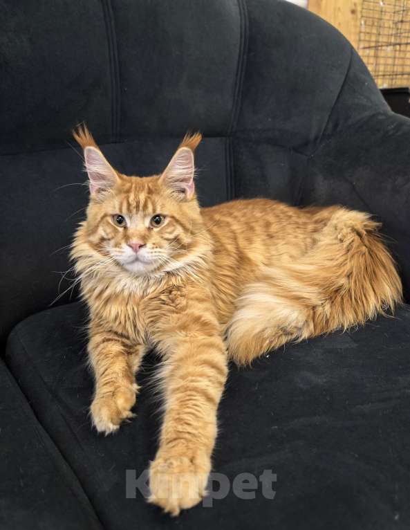 Кошки в Адыгейске: Мейн-кун котёнок мальчик 9 месяцев Мальчик, 45 000 руб. - фото 2