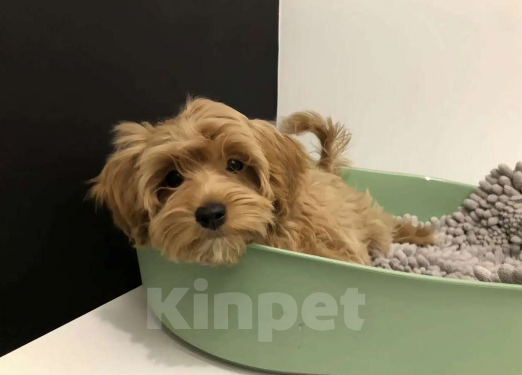 Собаки в Москве:  Мальтипу Мальчик, 45 000 руб. - фото 2