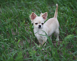 Собаки в Красном Севшем: Малыш Чихуахуа Мальчик, 35 000 руб. - фото 4