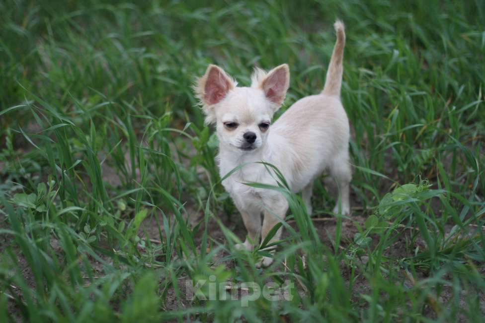 Собаки в Красном Севшем: Малыш Чихуахуа Мальчик, 35 000 руб. - фото 4