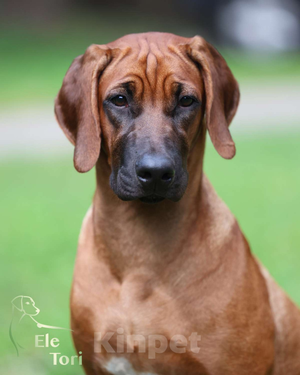 Собаки в Москве: Лучшая девочка родезийского риджбека  Девочка, Бесплатно - фото 2