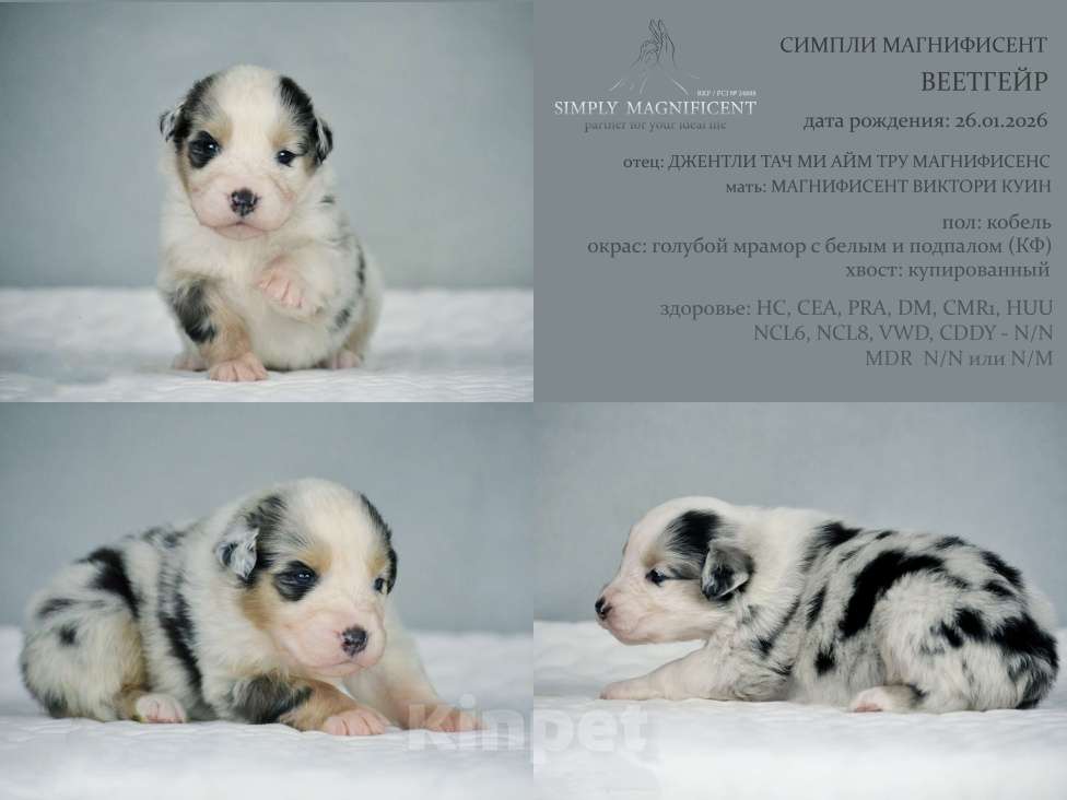 Собаки в других городах Московской области: щенки австралийской овчарки (аусси) РКФ Разнополые, 50 000 руб. - фото 4