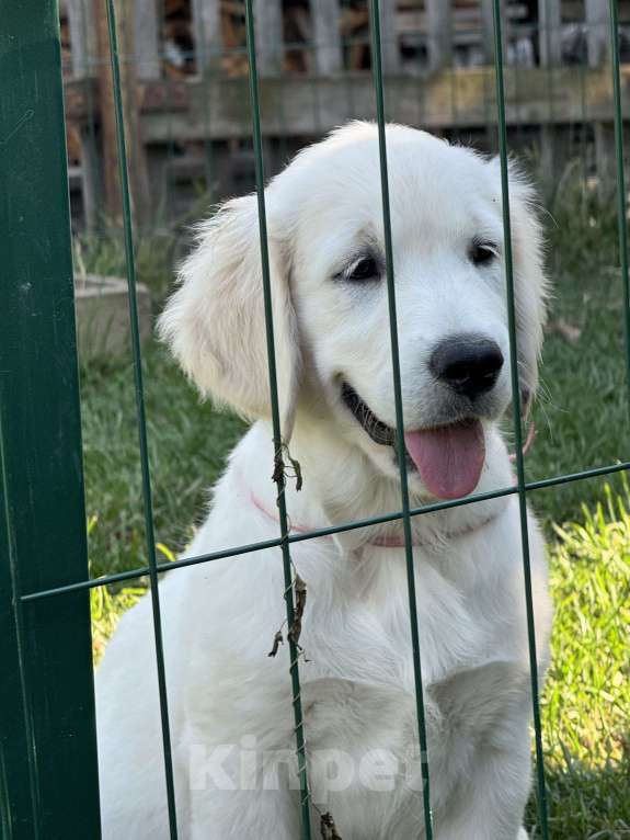 Собаки в Челябинске: Золотистый ретривер девочка  Девочка, 60 000 руб. - фото 6