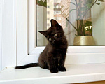 Кошки в Москве: Котенок черная пантерка Изюминка в добрые руки  Девочка, Бесплатно - фото 2