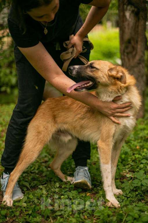 Собаки в Москве: Расти Мальчик, Бесплатно - фото 4