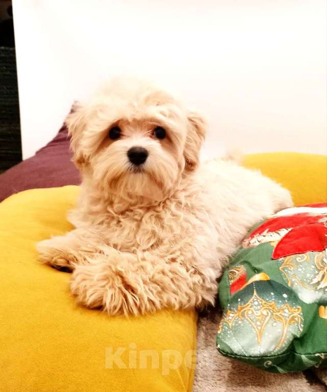 Собаки в других городах Свердловской области: мальтипу F1 мини, кремовый мальчик   Мальчик, 70 000 руб. - фото 2