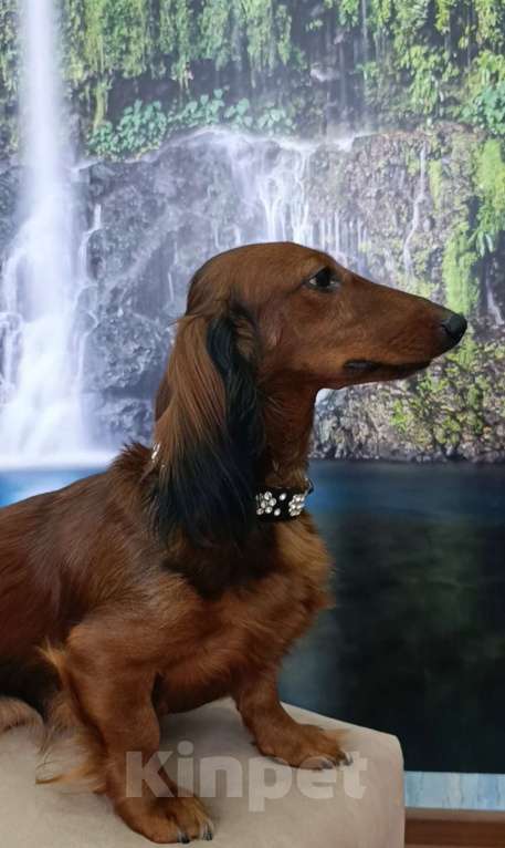 Собаки в Астрахани: Длинношерстная такса Мальчик, 40 000 руб. - фото 5