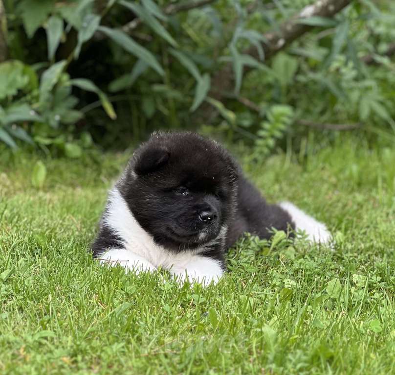 Собаки в Дубне: Щенки Американской акиты Мальчик, 90 000 руб. - фото 3