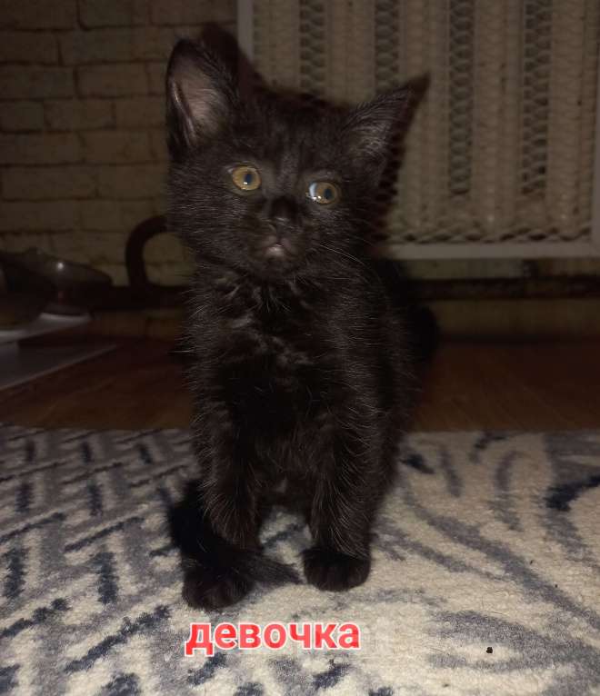 Кошки в других городах Московской области: Котята в добрые руки Мальчик, Бесплатно - фото 3