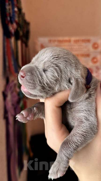 Собаки в Видном: Щенки Веймаранера Мальчик, 80 000 руб. - фото 4