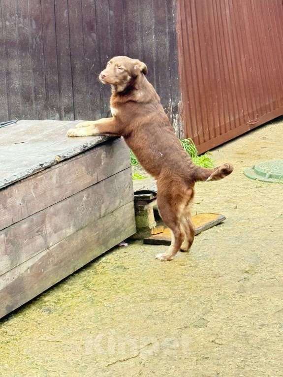 Собаки в других городах Владимирской области: Красивый щенок Маруся в добрые руки Девочка, Бесплатно - фото 3