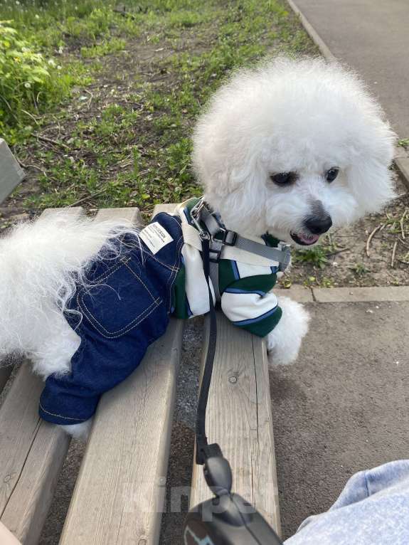 Собаки в Омске: Вязка Бишон фризе  Мальчик, Бесплатно - фото 4