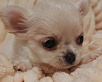 Собаки в Москве: Чихуахуа щенок девочка Девочка, 50 000 руб. - фото 1