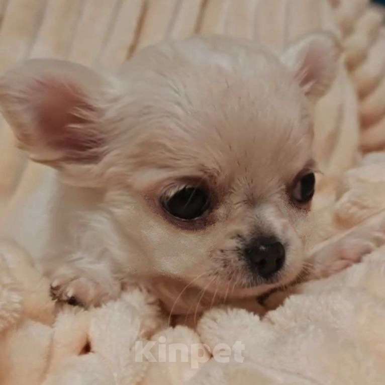 Собаки в Москве: Чихуахуа щенок девочка Девочка, 50 000 руб. - фото 1