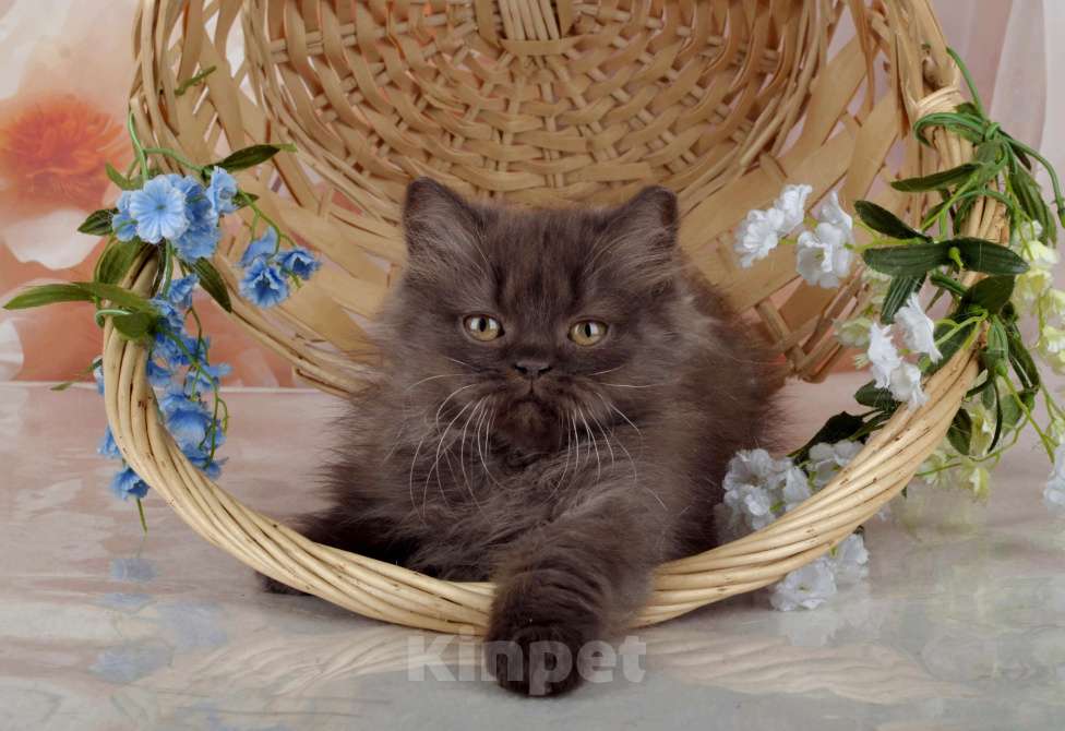 Кошки в Санкт-Петербурге: Британский котенок, девочка мулатка-шоколадка Девочка, 38 000 руб. - фото 2