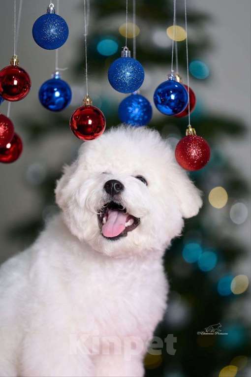 Собаки в Москве: Щенок Бишон Фризе  Мальчик, Бесплатно - фото 1