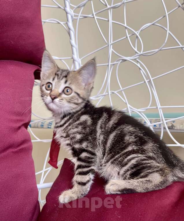 Кошки в других городах Московской области: Кошечка девочка шотландская (помесь) Девочка, 2 000 руб. - фото 3