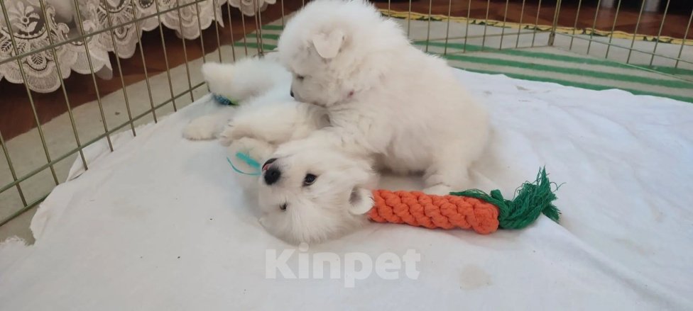 Собаки в других городах Московской области: Японский шпиц Девочка, 60 000 руб. - фото 1