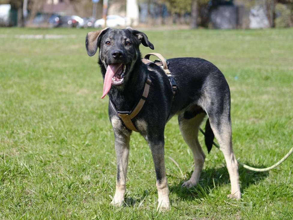 Собаки в Москве: Щенок Кай в добрые руки Мальчик, Бесплатно - фото 5