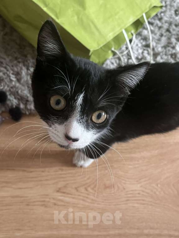 Кошки в Калининграде: Ищу семью Мальчик, Бесплатно - фото 4