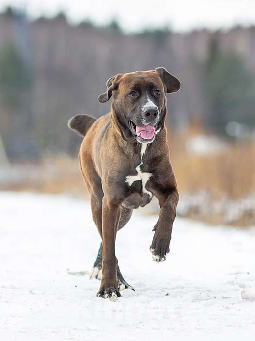 Собаки в Москве: Красавица Лада, молодая добрая семейная собачка в добрые руки Девочка, 10 руб. - фото 5