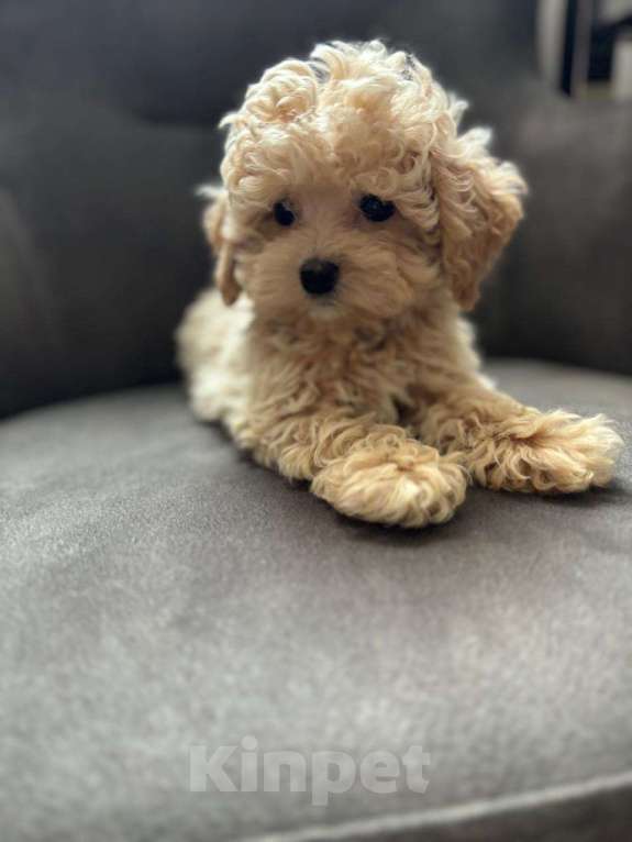 Собаки в Москве: Мальтипу мини кукольный мальчик Мальчик, 150 000 руб. - фото 5