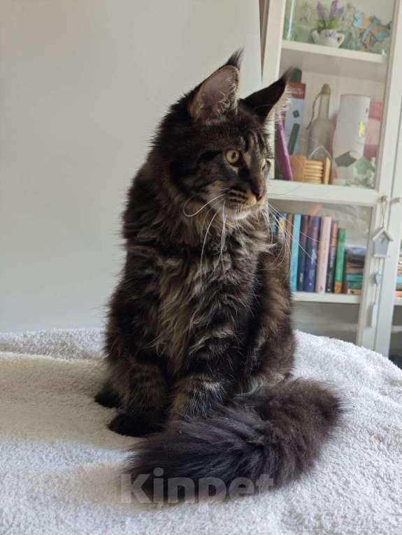 Кошки в Чайковском: Мальчик Мейн кун.  MCO окрас-n23  Мальчик, 45 000 руб. - фото 8