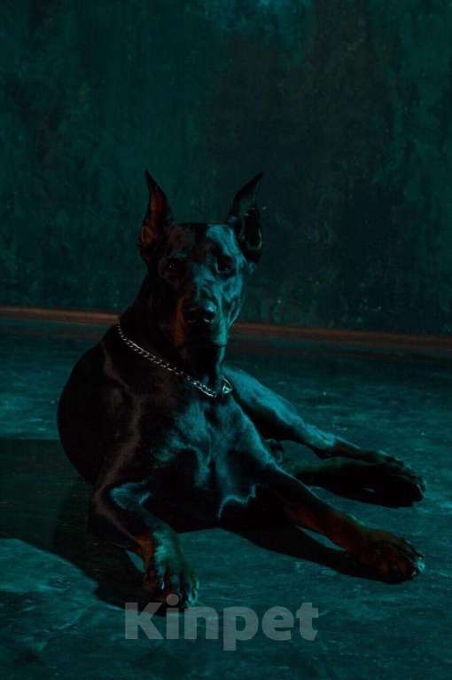 Собаки в Саратове: Доберман.вязка . Фотосессия ., 75 руб. - фото 1