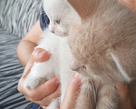 Кошки в Усть-Лабинске: Кошечка в добрые руки Девочка, Бесплатно - фото 2