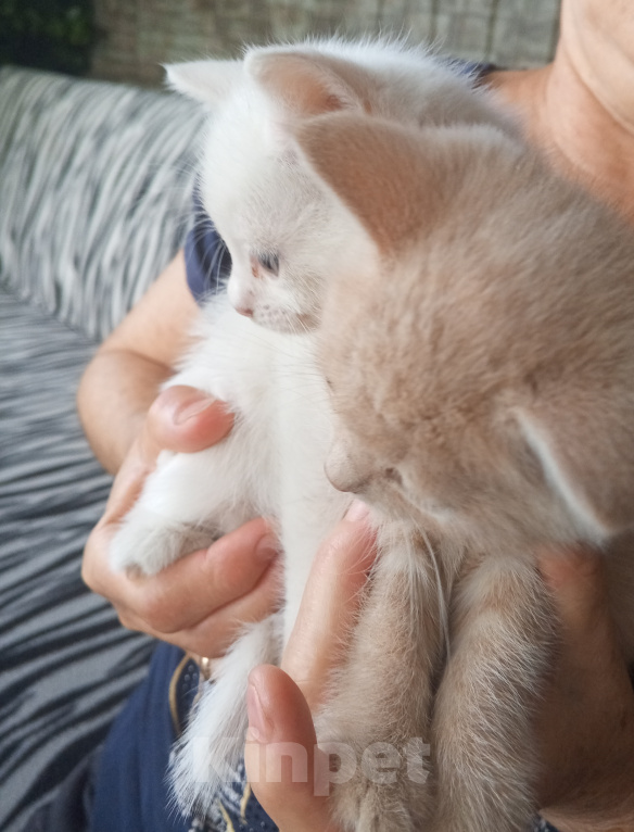 Кошки в Усть-Лабинске: Кошечка в добрые руки Девочка, Бесплатно - фото 2