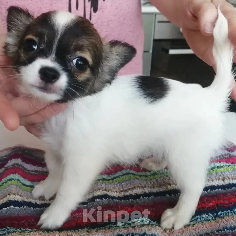 Собаки в Москве: Мальчик, белый с соболем.  Мальчик, 20 руб. - фото 2