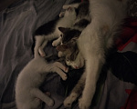 Кошки в Симферополе: Котята в добрые руки Разнополые, Бесплатно - фото 2