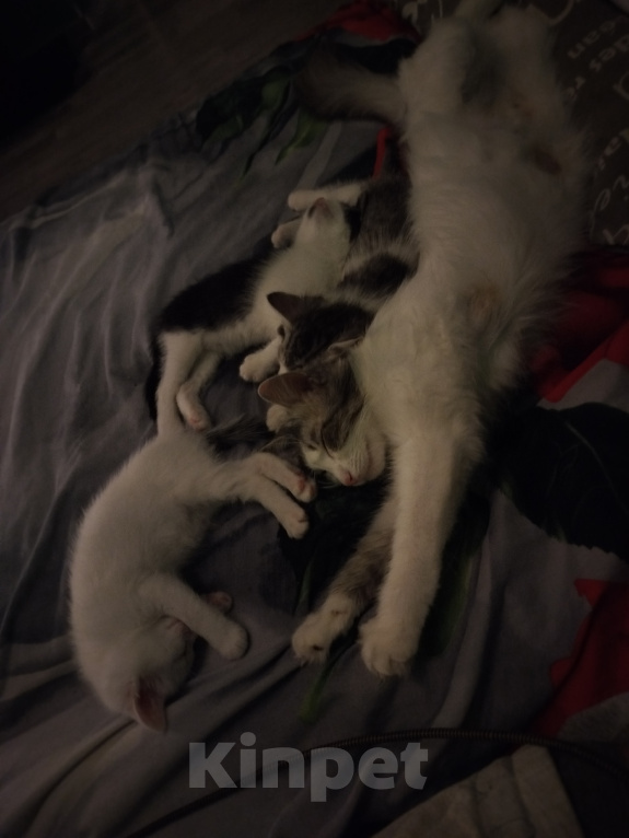 Кошки в Симферополе: Котята в добрые руки Разнополые, Бесплатно - фото 2
