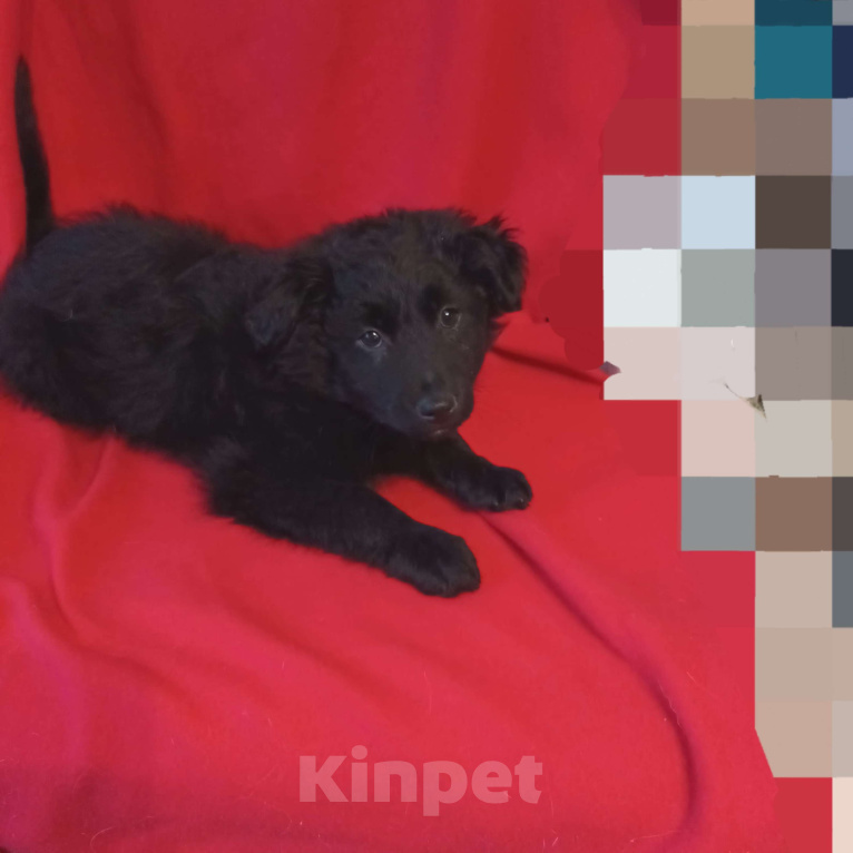 Собаки в Санкт-Петербурге: Щенок в добрые руки Мальчик, Бесплатно - фото 3