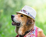 Собаки в Балашихе: Барс прекрасно подготовлен для проживания в квартире и доме.  Мальчик, Бесплатно - фото 3
