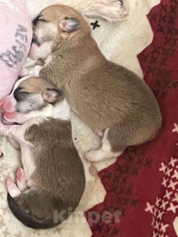 Собаки в Краснодаре: Корги Девочка, 65 000 руб. - фото 4