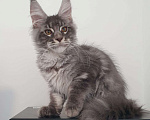 Кошки в Краснодаре: котята Мейн-Кун Мальчик, 30 000 руб. - фото 2