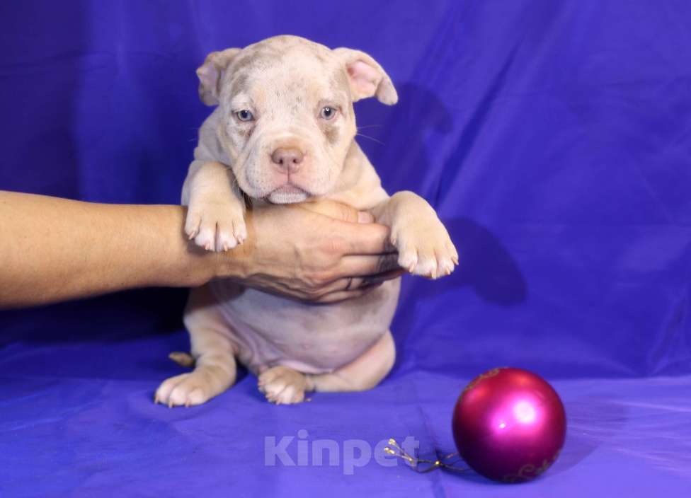 Собаки в Всеволожске: ММ ДРИАДА МЕРЛЕ Девочка, Бесплатно - фото 5