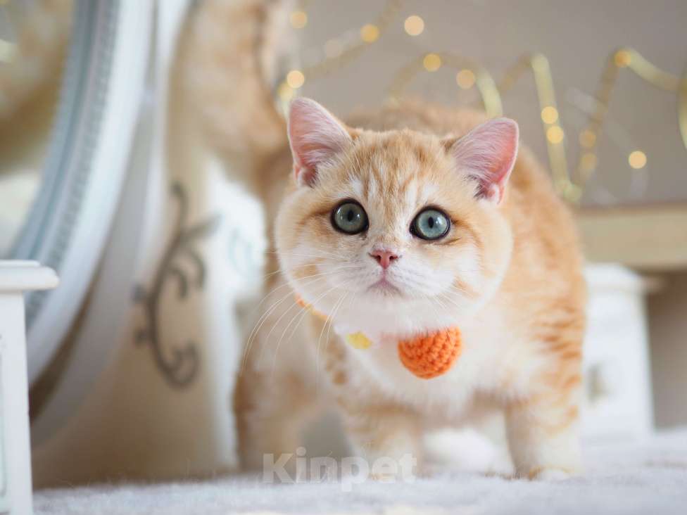 Кошки в Москве: Британский котёнок Дон Жуан Мальчик, 120 000 руб. - фото 9