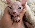 Кошки в Дедовске: Котенок мальчик Мальчик, Бесплатно - фото 2