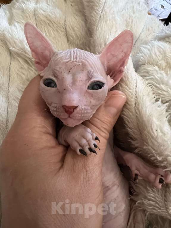 Кошки в Дедовске: Котенок мальчик Мальчик, Бесплатно - фото 2