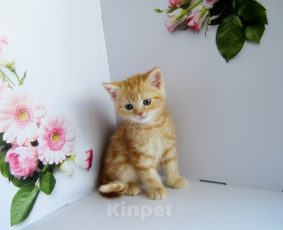 Кошки в Ставрополе: Котенок шотландский Мальчик, 50 000 руб. - фото 6