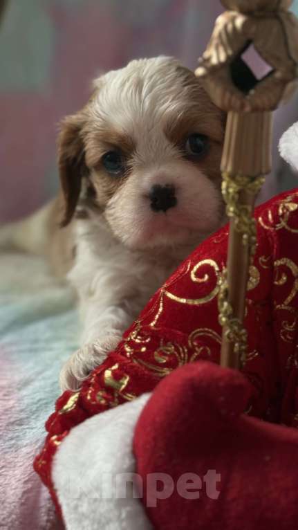 Собаки в Москве: Кавалер Кинг Чарльз спаниель девочка Мальчик, 60 000 руб. - фото 1