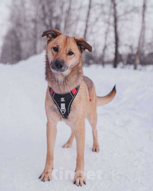 Собаки в Домодедово: Молодая собака Катя в добрые руки Девочка, Бесплатно - фото 1