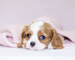 Собаки в Санкт-Петербурге: Мальчик Кавалер Кинг Чарльз Спаниель, документы РКФ Мальчик, 84 000 руб. - фото 1